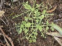 Papaver californicum image