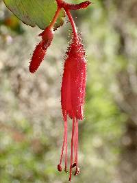 Ribes speciosum image