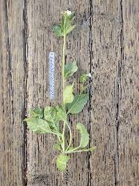 Nicotiana clevelandii image