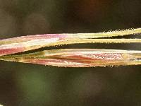 Stipa lepida image