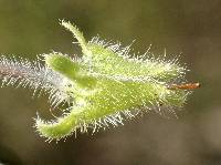 Nemophila menziesii var. menziesii image