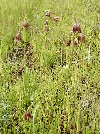 Fritillaria biflora image