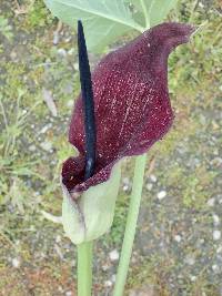 Arum palaestinum image