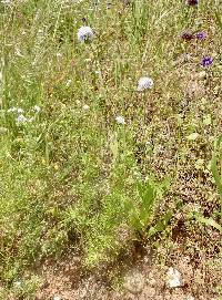 Gilia capitata subsp. abrotanifolia image