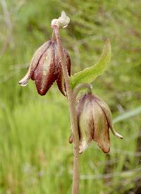 Fritillaria biflora image