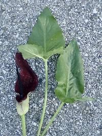 Arum palaestinum image