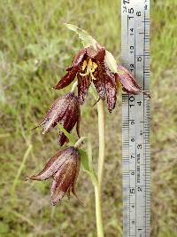 Fritillaria biflora var. biflora image