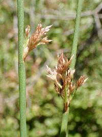 Juncus balticus subsp. ater image