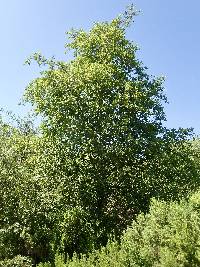 Alnus rhombifolia image