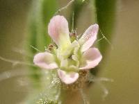 Silene gallica image