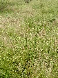 Juncus dubius image