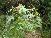 Ricinus communis image