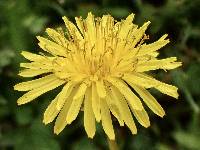 Taraxacum erythrospermum image