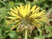 Taraxacum erythrospermum image