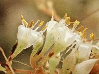 Cuscuta californica var. californica image