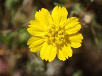 Deinandra paniculata image