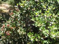 Rhus integrifolia × R. ovata image