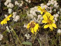 Helianthus gracilentus image