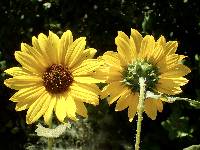 Helianthus annuus image