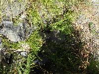 Scutellaria bolanderi subsp. austromontana image