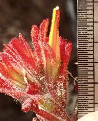 Castilleja subinclusa image