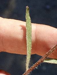 Castilleja subinclusa image