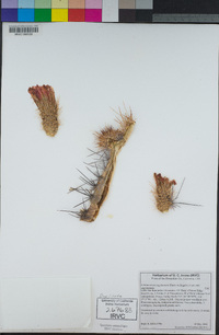 Echinocereus engelmannii image