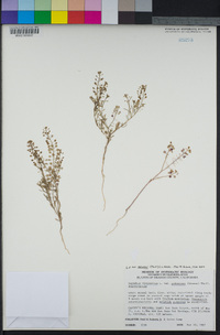 Lepidium virginicum image