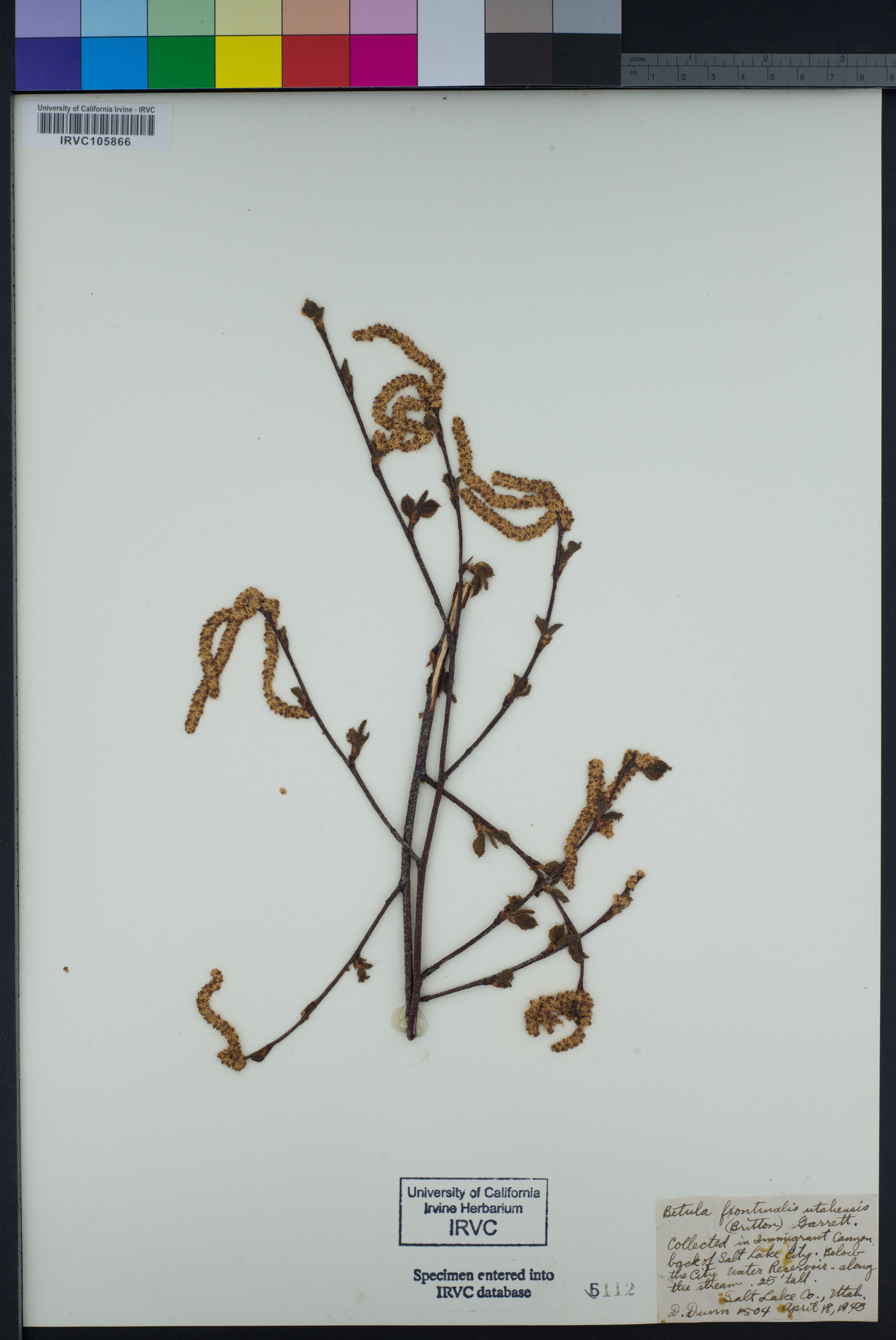 Betula × utahensis image
