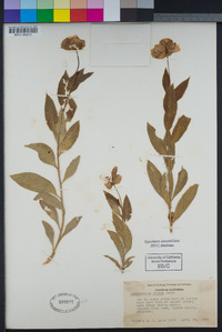 Dendromecon rigida image