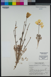 Eschscholzia californica image