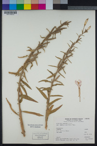 Oenothera elata image