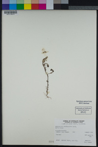 Castilleja exserta subsp. exserta image