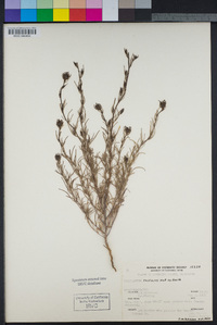 Cordylanthus rigidus subsp. setiger image