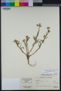 Cryptantha intermedia var. johnstonii image