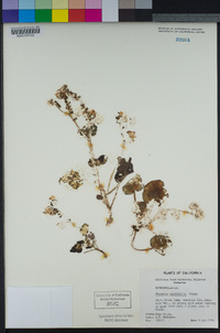 Phacelia calthifolia image