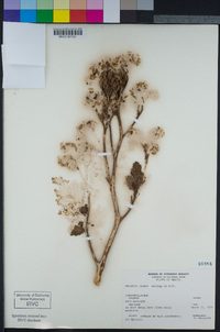 Phacelia ixodes image