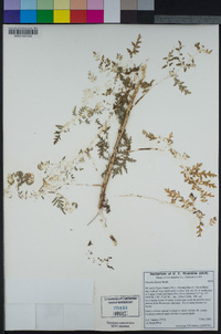 Phacelia distans image