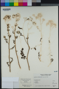 Phacelia ramosissima image