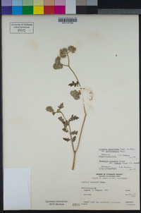 Phacelia bolanderi image