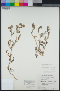Phacelia ciliata image