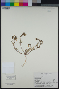 Phacelia fremontii image