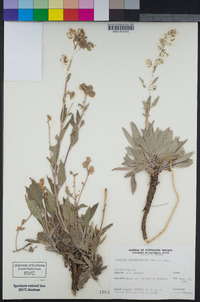 Phacelia hydrophylloides image