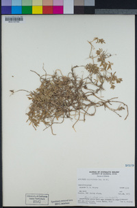 Extriplex californica image