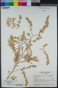 Atriplex canescens image