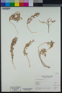 Atriplex semibaccata image