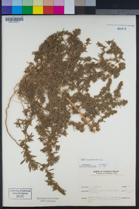 Bassia hyssopifolia image