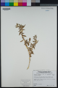 Atriplex serenana image