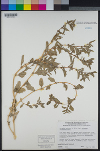 Atriplex serenana var. serenana image