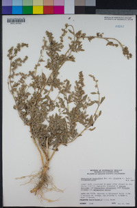 Chenopodium berlandieri image